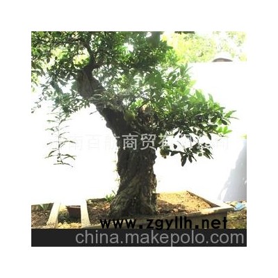 冠世榴園石榴盆景 石榴園林樹 石榴樹 棗莊盆景批發