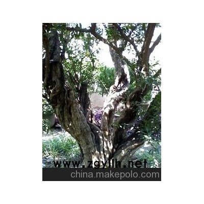 兩百多年的老石榴樹