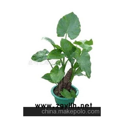 批發供應鮮花、盆栽花卉滴水觀音、花草盆景