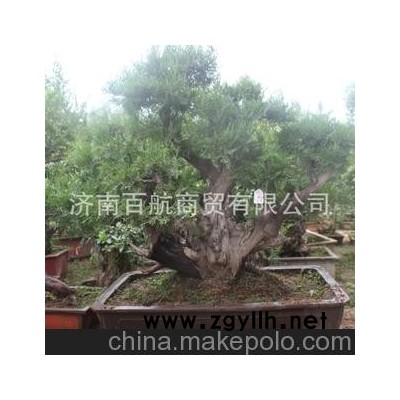 冠世榴園石榴盆景 石榴園林樹 石榴樹 盆景老樁