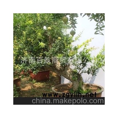 冠世榴園石榴盆景 石榴園林樹 石榴樹 盆景批發盆景藝術