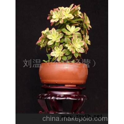 艷日暉(花草盆景）