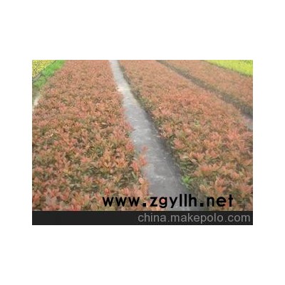 專業供應優質紅葉石楠盆景