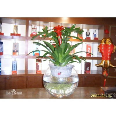 租擺花卉,優質花卉租擺,綠植花卉租擺