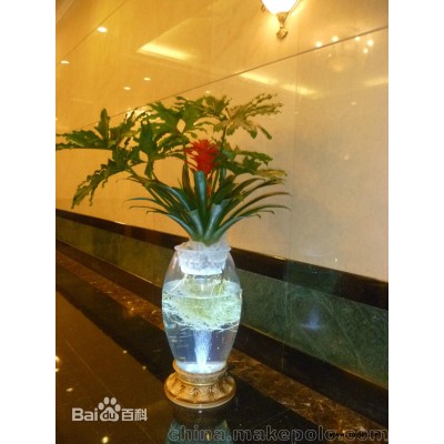 租擺花卉,綠植花卉租擺,優質花卉租擺