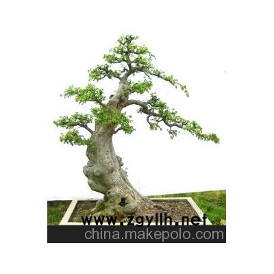 供應雜木盆景 榆樹盆景 樹木盆景 綠化造型大樹