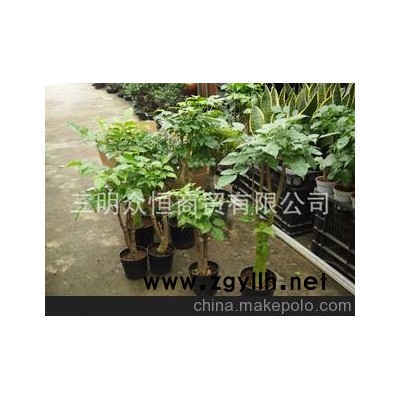 苗木 盆景 紫薇 紅楓 景觀綠化大樹 古樹盆景