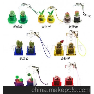 環(huán)保花盆-迷你花卉，迷你植物，提供OEM訂做