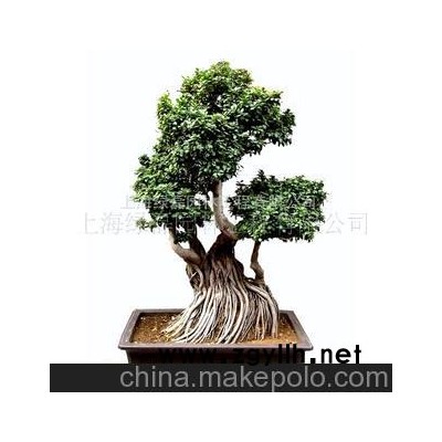 花卉租賃、植物租賃、綠植租賃、榕樹盆景