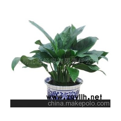 批發供應鮮花、盆栽花卉一帆風順、花草盆景