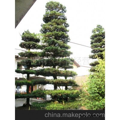 出售工程綠化苗木羅漢松造型樹樁盆景