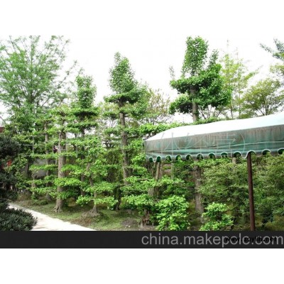 出售工程綠化苗木銀杏造型樹樁盆景