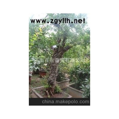 冠世榴園精品石榴盆景 石榴園林樹 石榴樹 盆景批發