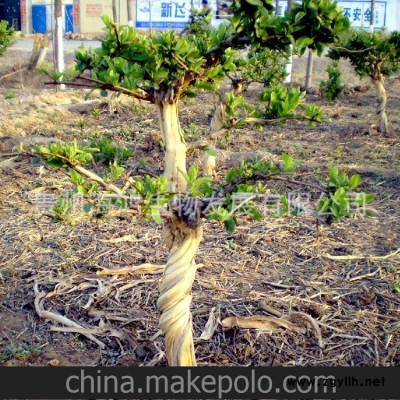 貴州特產 高山綠色 藥典上的正品 金銀花 盆景