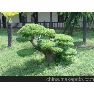 供應對接白蠟盆景