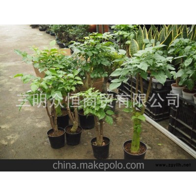 供應苗木 盆景 紫薇 紅楓 景觀綠化大樹 古樹盆景