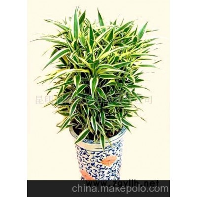 批發供應鮮花、盆栽花卉黃金竹、花草盆景