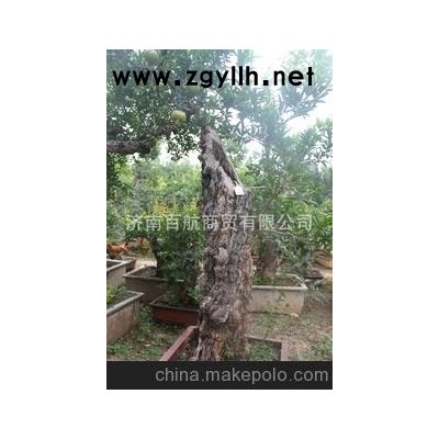 冠世榴園獲獎石榴盆景 石榴園林樹 石榴樹 盆景批發