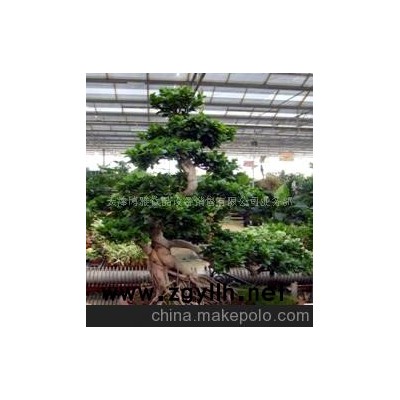 樹木盆景