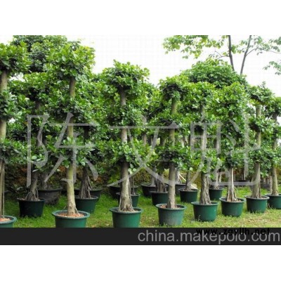 虎蟹蘭花草盆景