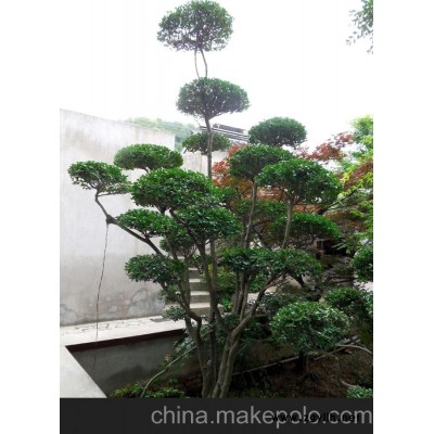 供應造型瓜子黃楊樹、造型構骨、瓜子黃楊樹、造型黃楊樁、黃楊盆景