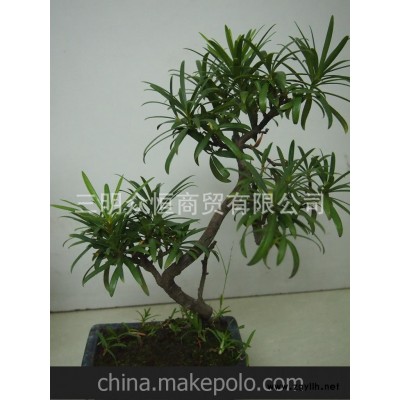 供應紫薇盆景 大紫薇古樁盆景 園林景觀古樹古樁盆景