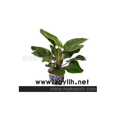 批發供應鮮花、盆栽花卉綠帝王、花草盆景