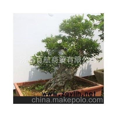 冠世榴園石榴盆景 石榴園林樹 石榴樹 棗莊特色旅游盆景批發