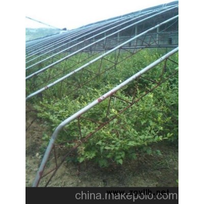 成都藍(lán)莓苗 藍(lán)莓苗 泰安藍(lán)豐園藝場(chǎng)(已認(rèn)證)