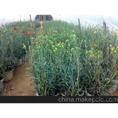 康乃馨花卉花草盆景