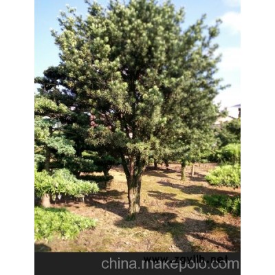 紅桎木古樁盆景 造型杜英30－60公分 多桿精品造型榆樹 魚鱗木