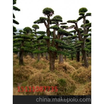 造型小葉女貞價格30－60公分 移栽楊梅樹多桿30－60公分