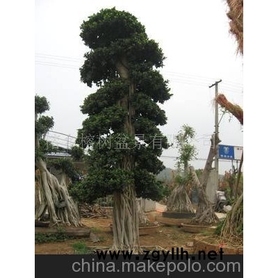 榕樹盆景、樹木盆景