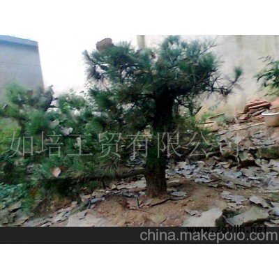 黑松盆景-黑松盆景