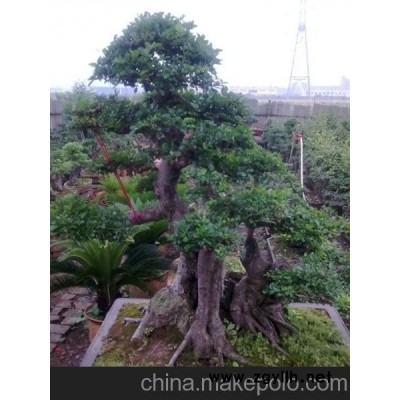 湖北京山對節白蠟盆景