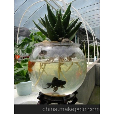 批發(fā)供應水培花卉蘆薈