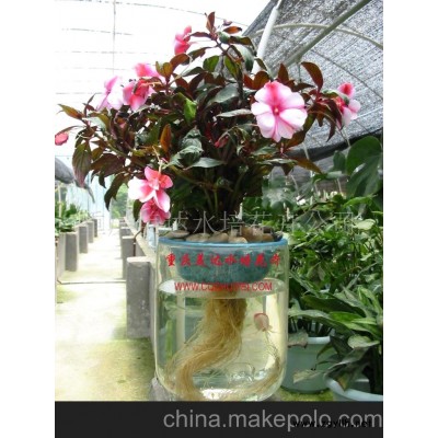 批發(fā)供應水培花卉鳳仙