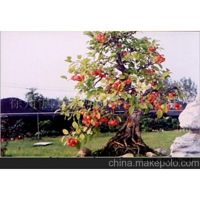 冬紅果盆景
