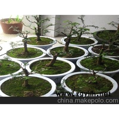 供應(yīng)紅豆杉造型盆景