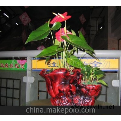 供應紅掌\碧玉組合盆景