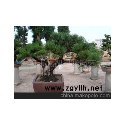 供應 黑 松 盆景