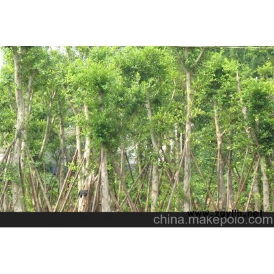 細(xì)葉榕，人參榕，榕樹盆景等