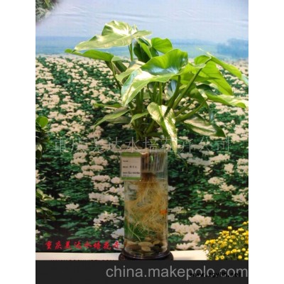 批發(fā)供應水培綠寶石