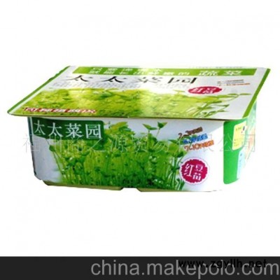 迷你花卉 紅豆苗微型盆景