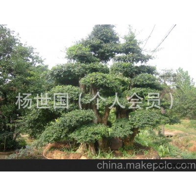 精品對節,白臘盆景