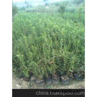 泰安藍(lán)豐園藝場(chǎng)(圖) 藍(lán)莓苗批發(fā) 藍(lán)莓苗