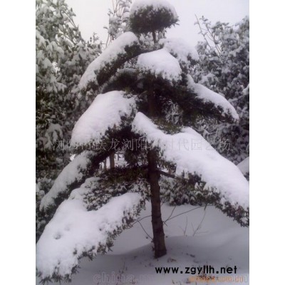 湖南 瀏陽 供應(yīng)造型羅漢松盆景