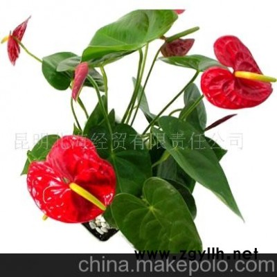 批發供應鮮花、盆栽花卉紅掌、花草盆景