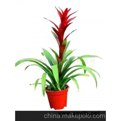 批發供應鮮花、盆栽花卉鳳梨、花草盆景