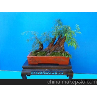 廠家熱銷盆景